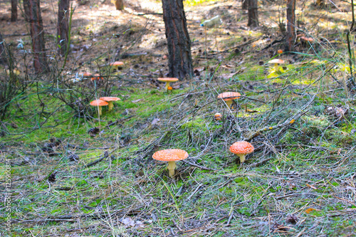 Red mushroom (Amanita Muscaria, Fly Ageric, Fly Amanita) in forest