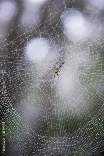 Nephila Clavata, Jorou Spider, common spider in Japn, Korea, Tai