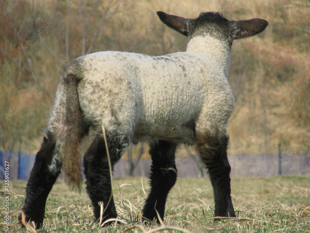 Naklejka premium 可愛い子羊
