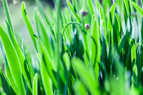 Green grass soft focus macro photo.