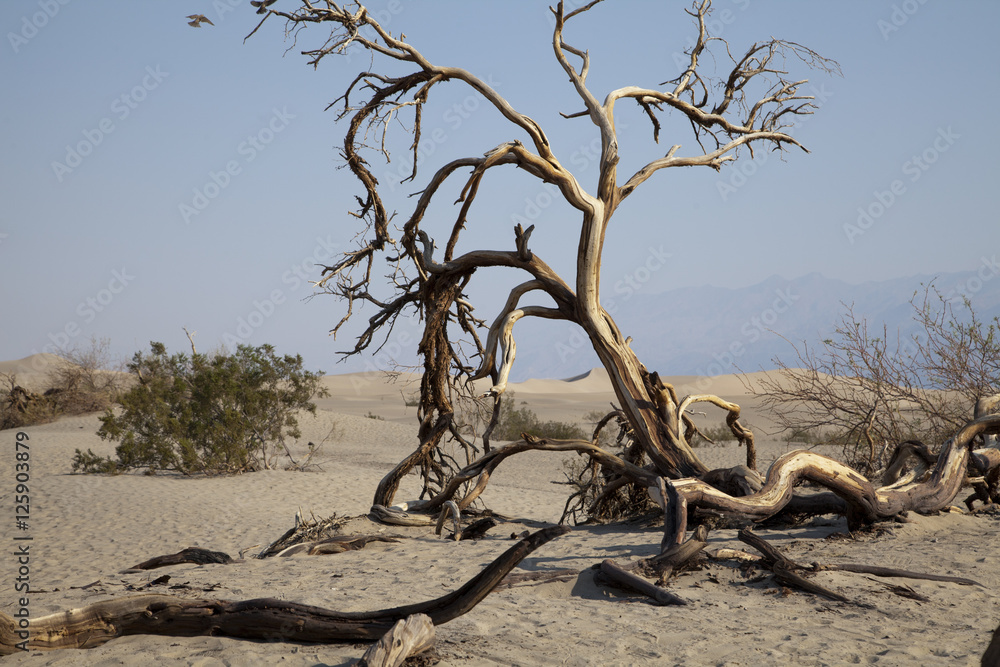 Dead tree top of the dunes in Mesquite Flats, Death Valley National Park, USA.