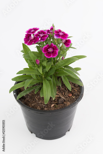 Fototapeta Naklejka Na Ścianę i Meble -  Beautiful Dianthus Chinensis Flowers in black plastic flower pot