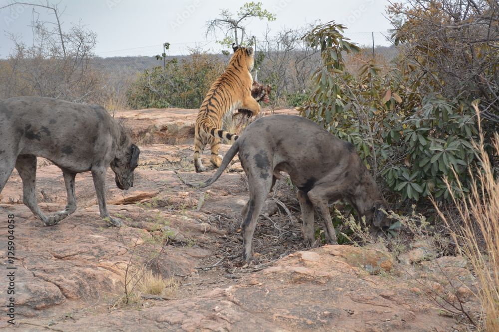 Fototapeta premium Tiger