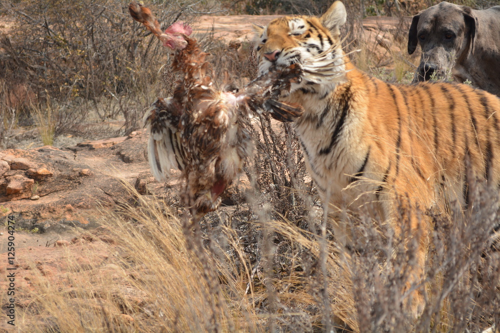 Fototapeta premium Tiger