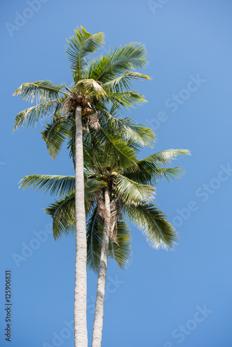 Coconut palm tree over blue sky background