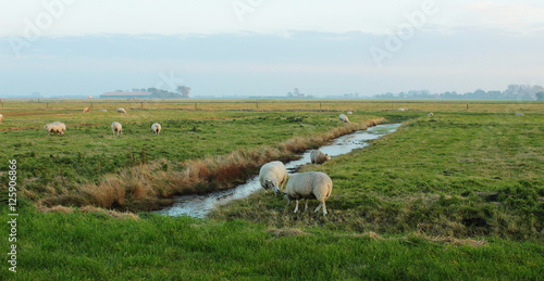 Niederlande, Seeland, Polder, Weideland mit Schafen
 photo