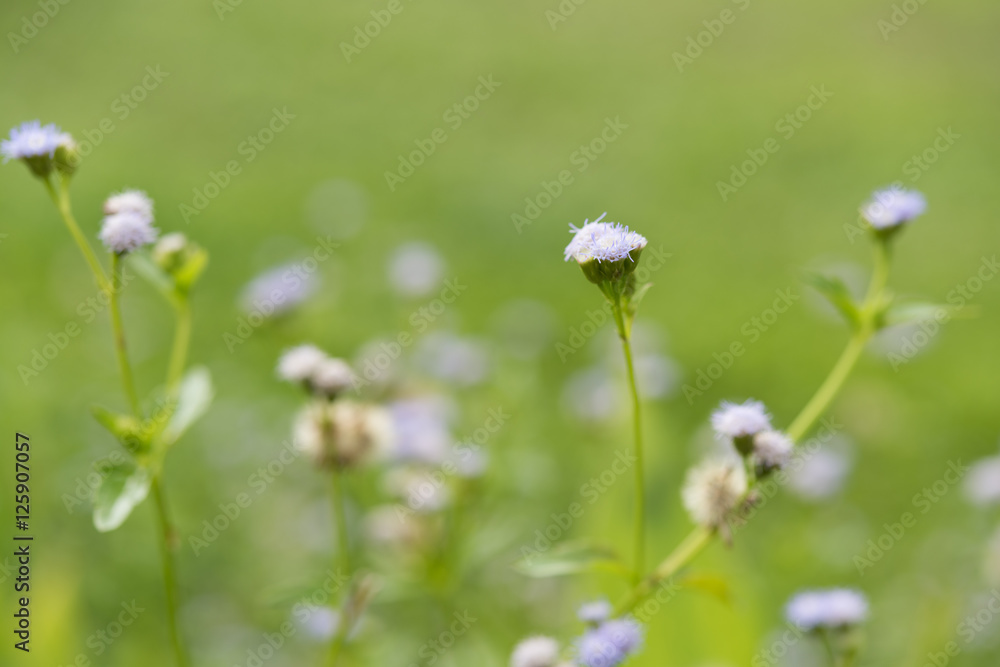 Beautiful little purple grass flower over green blurred backgrou Beautiful little purple grass flower over green blurred backgrou