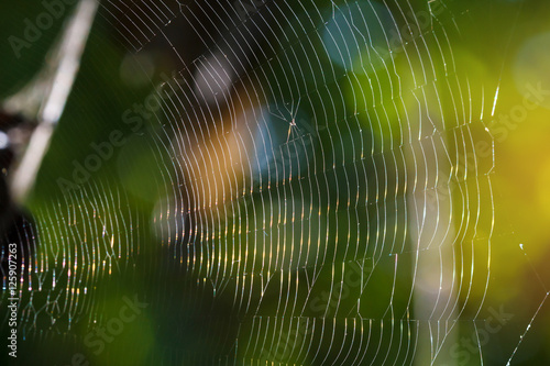 Scintillating Cobweb at forest