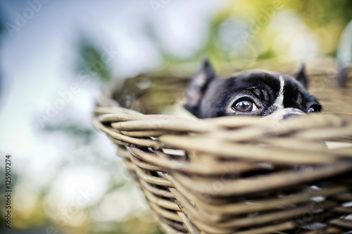 Young Boston Terrier riding in basket on Bicycle