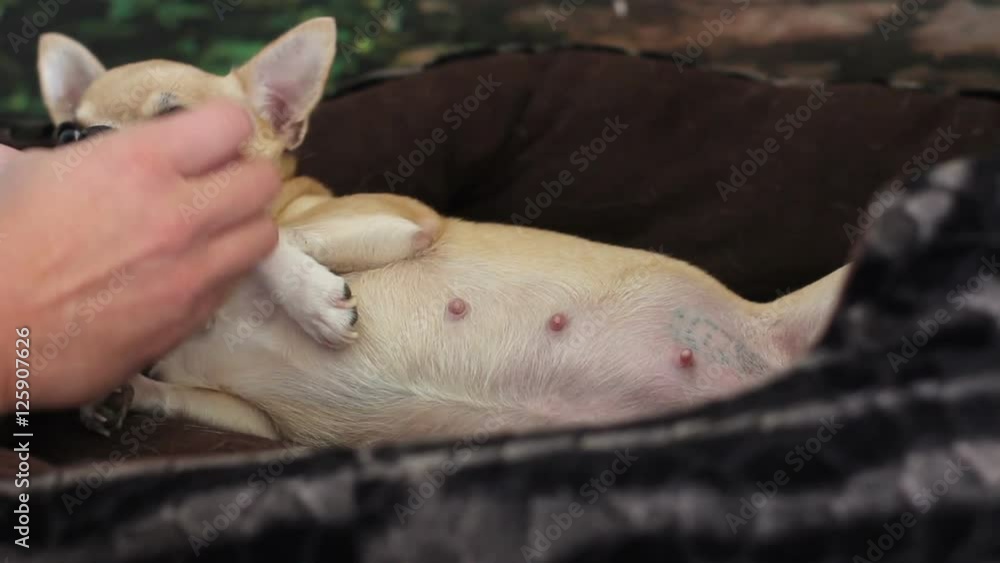 man stroking pregnant chihuahua man stroking pregnant chihuahua