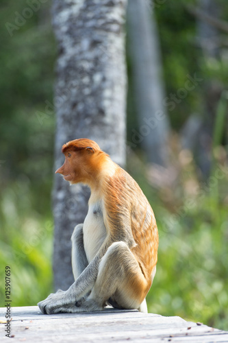 Nasalis Larvatus or long-nosed monkey, known as the bekantan, is a reddish-brown arboreal Old World monkey that is endemic to the southeast Asian island of Borneo..