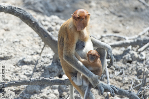 Nasalis Larvatus or long-nosed monkey, known as the bekantan, is a reddish-brown arboreal Old World monkey that is endemic to the southeast Asian island of Borneo.. photo