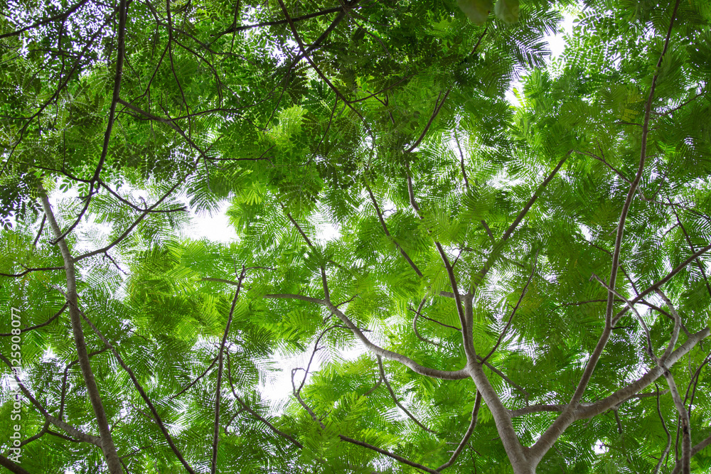bottom view group of green leaf of tree in tropical forest bottom view group of green leaf of tree in tropical forest