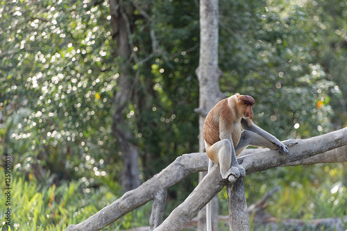 The proboscis monkey, Nasalis Larvatus or long-nosed monkey, kno