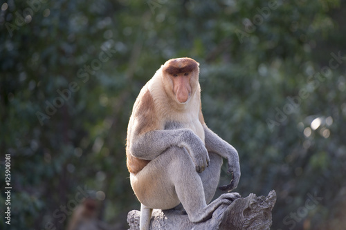 Canvas Print Nasalis Larvatus or long-nosed monkey, known as the bekantan, is a reddish-brown arboreal Old World monkey that is endemic to the southeast Asian island of Borneo