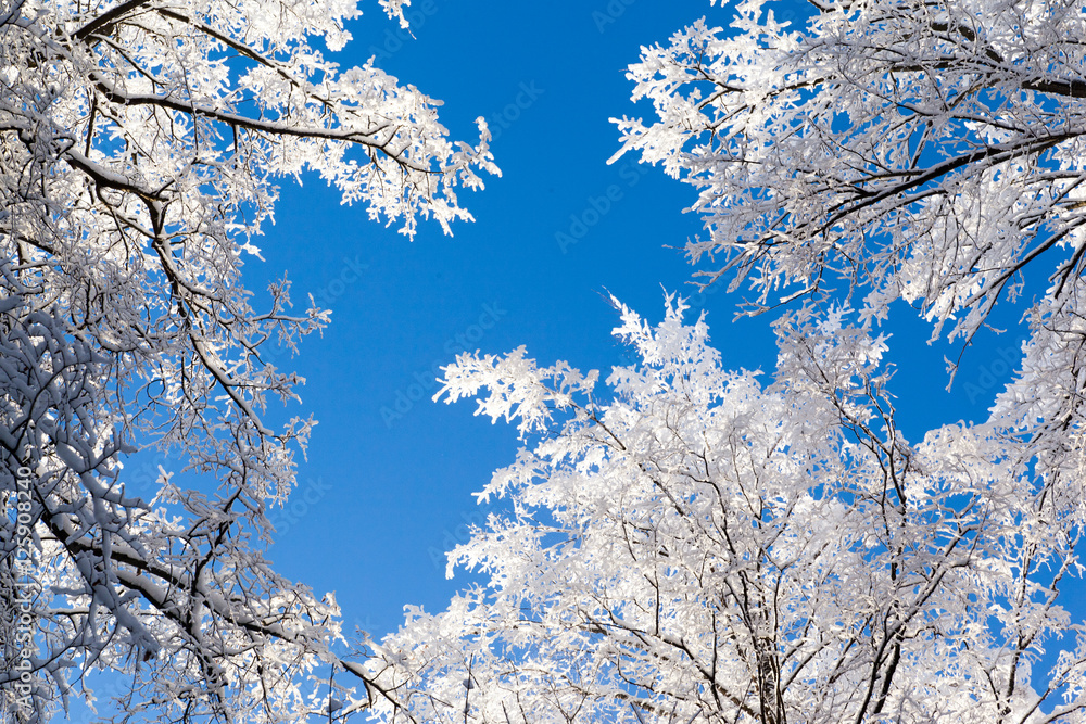 Fototapeta premium Frosted tree in frosty day against the blue sky