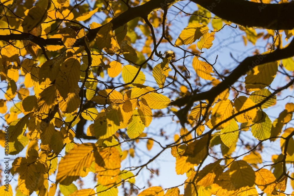 Yelow beach leafs in sunset Yelow beach leafs in sunset