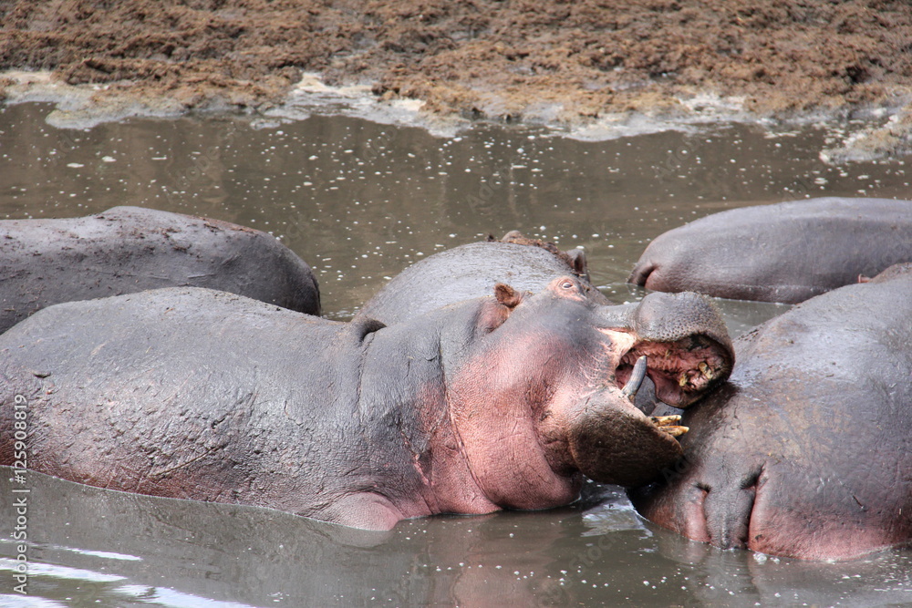 Fototapeta premium Hippo