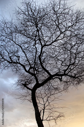 Tree at sunset © Eisen