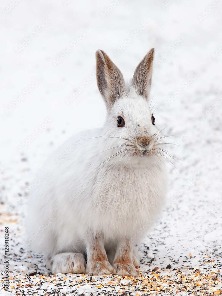 Snowshoe hare or Varying hare (Lepus americanus) in winter in Canada
