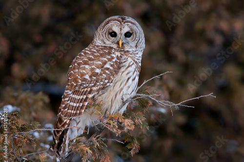 Barred owl (Strix varia) perched on a branch in winter