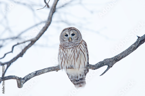Barred owl (Strix varia) perched on a branch in winter in Canada