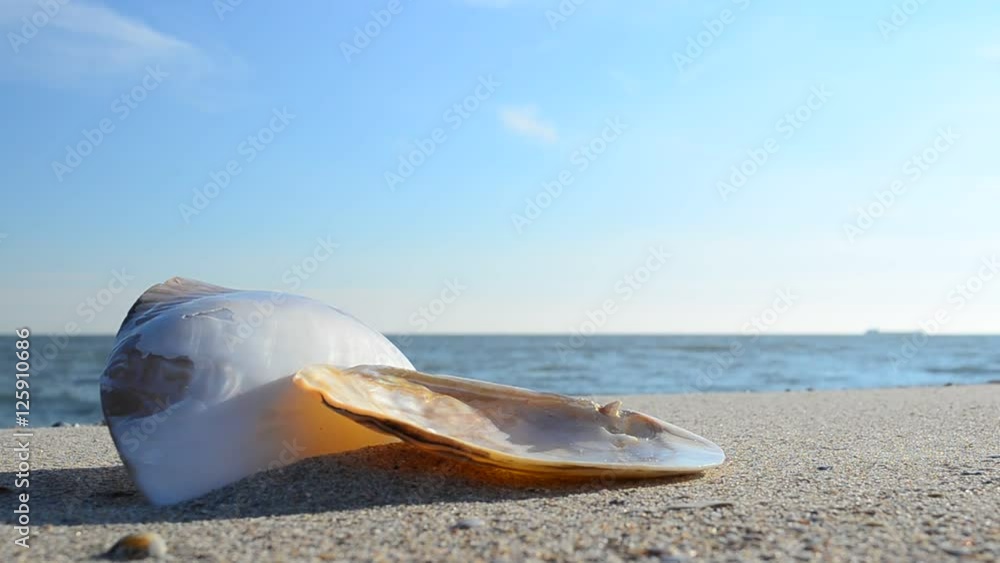 Cockleshells on sand against the background of waves. Cockleshells on sand against the background of waves.