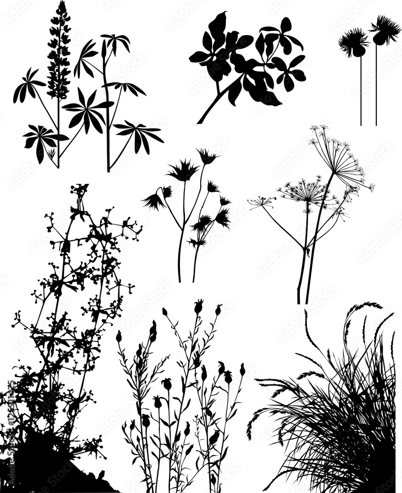 Plants series