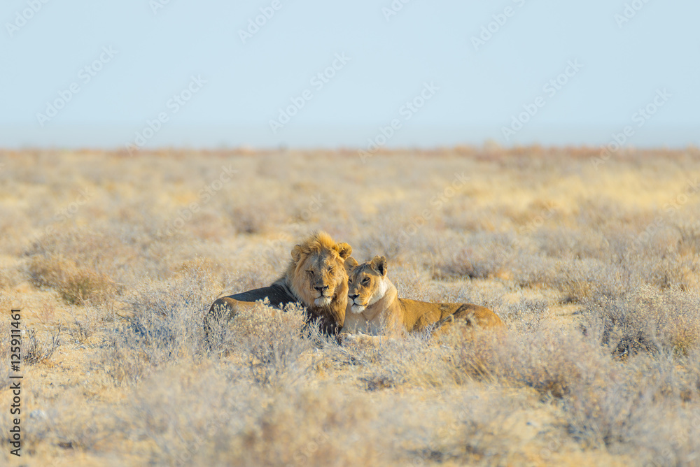 Obraz premium Couple of Lions lying down on the ground in the bush. Wildlife safari in the Etosha National Park, main tourist attraction in Namibia, Africa.