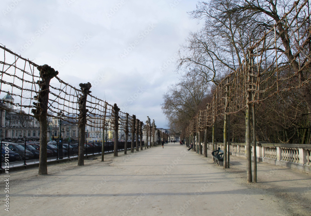 Bruxelles avenue with bare trees