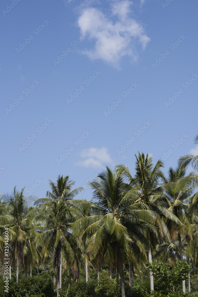 Palm trees set against clear blue skies. Palm trees set against clear blue skies.