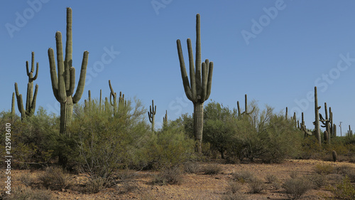 Cactus in United States