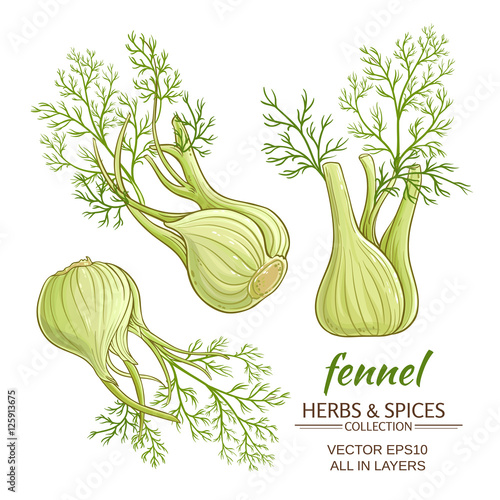 fennel vector set