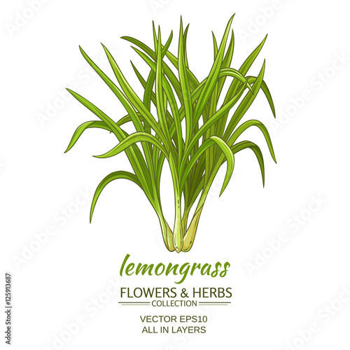 lemongrass vector illustration