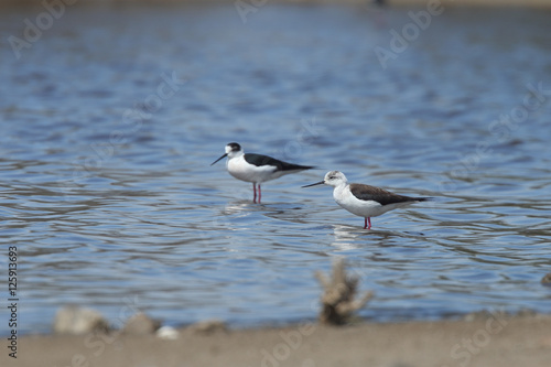 A pair of Black-winged Stlit standing in a lake at the Guadalhorce Nature Reserve, Malaga, Andalucia, Spain.