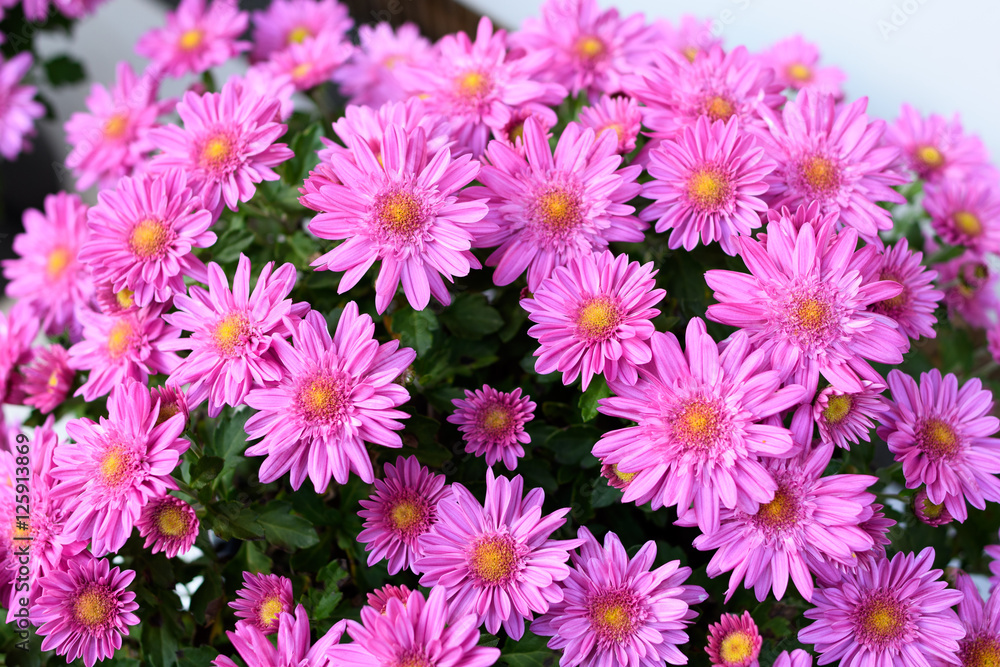 小菊 小菊