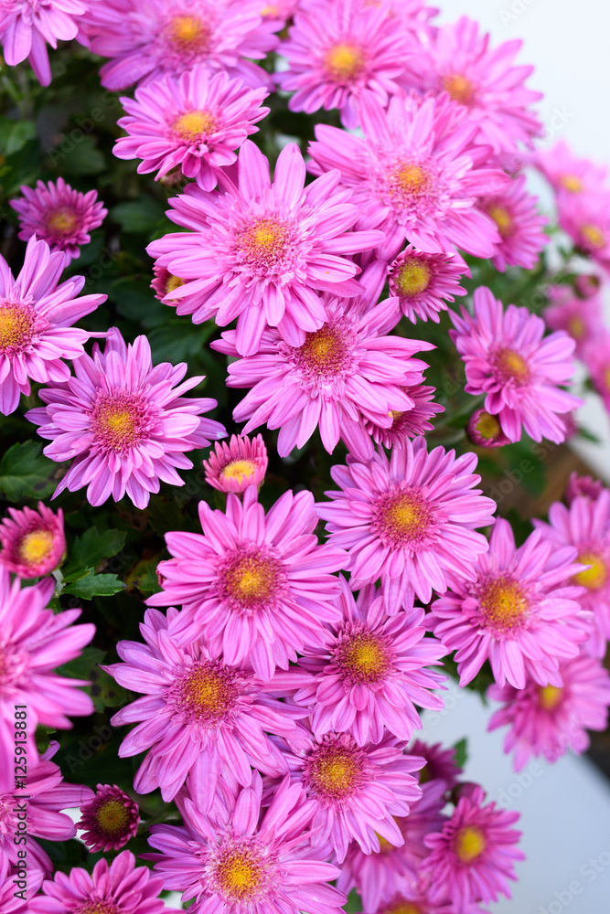 小菊 小菊