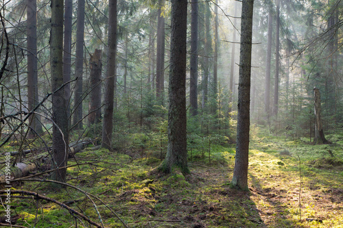 Fototapeta Naklejka Na Ścianę i Meble -  Sunbeam entering rich coniferous forest