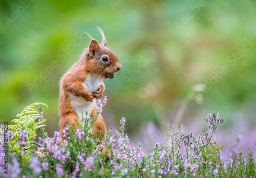 Red squirrel standing in forest, Northumberland, England © Michael Conrad