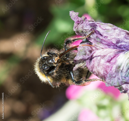 Honeybee with Proboscis photo