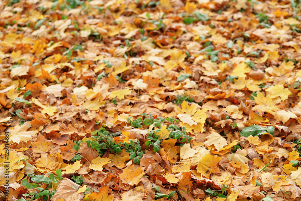 autumn maple leaves on the grass autumn maple leaves on the grass