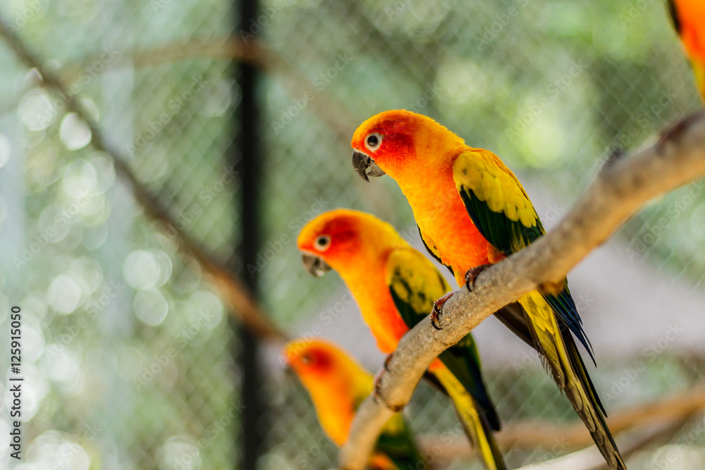 Beautiful colorful parrot, Sun Conure (Aratinga solstitialis), s Beautiful colorful parrot, Sun Conure (Aratinga solstitialis), s