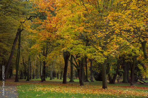 autumn park with trees and leaves photo. Beautiful picture, bac