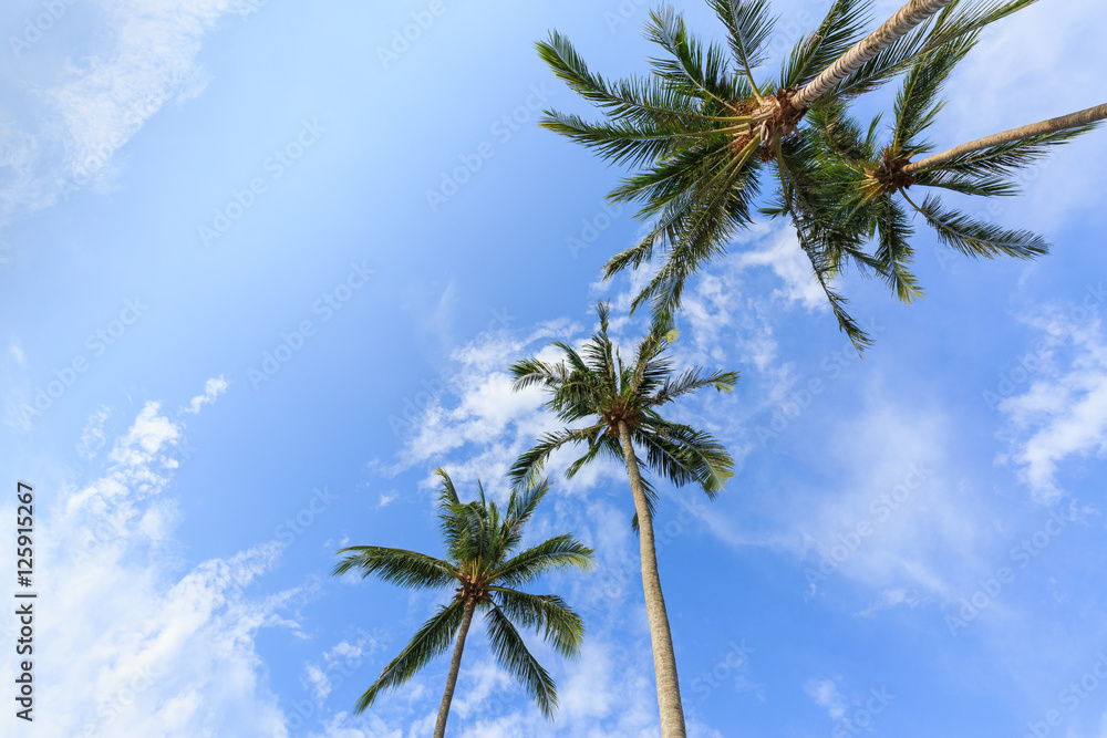 Fototapeta Coconut palm trees perspective view