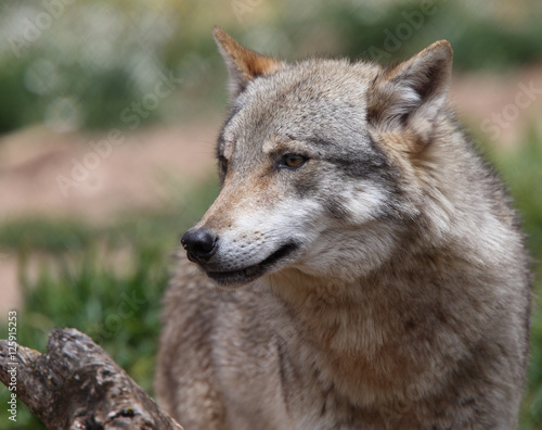 A captive Eurasian Wolf  Canis lupus   Spain.