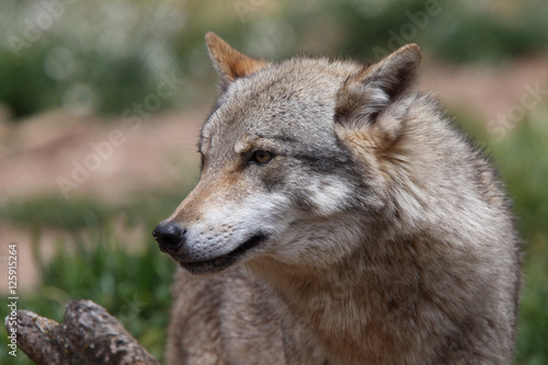A captive Eurasian Wolf  Canis lupus   Spain.