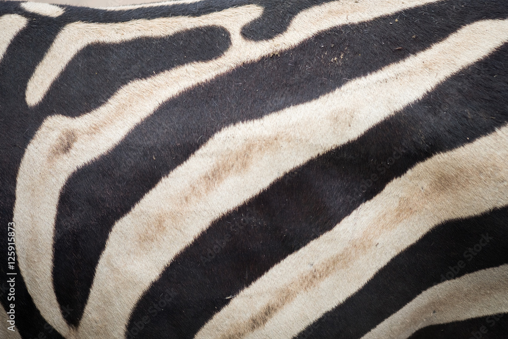 Zebra skin texture Zebra skin texture