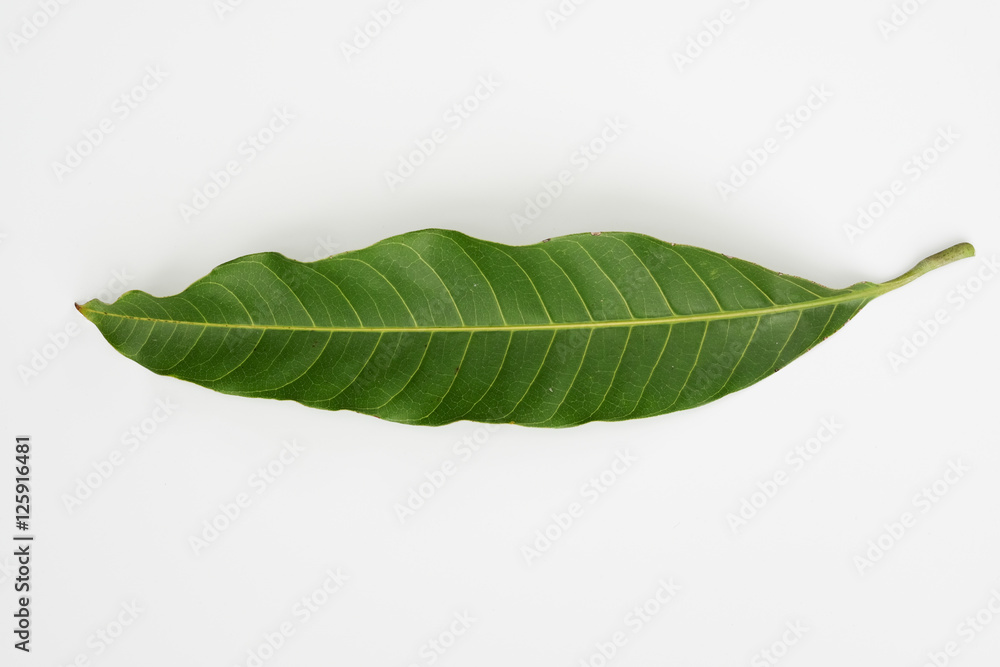 Obraz premium Mango leaf isolated with white background