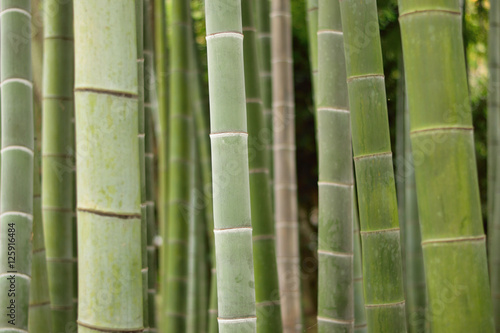 Background Japanese Bamboo trees in horizontal frame