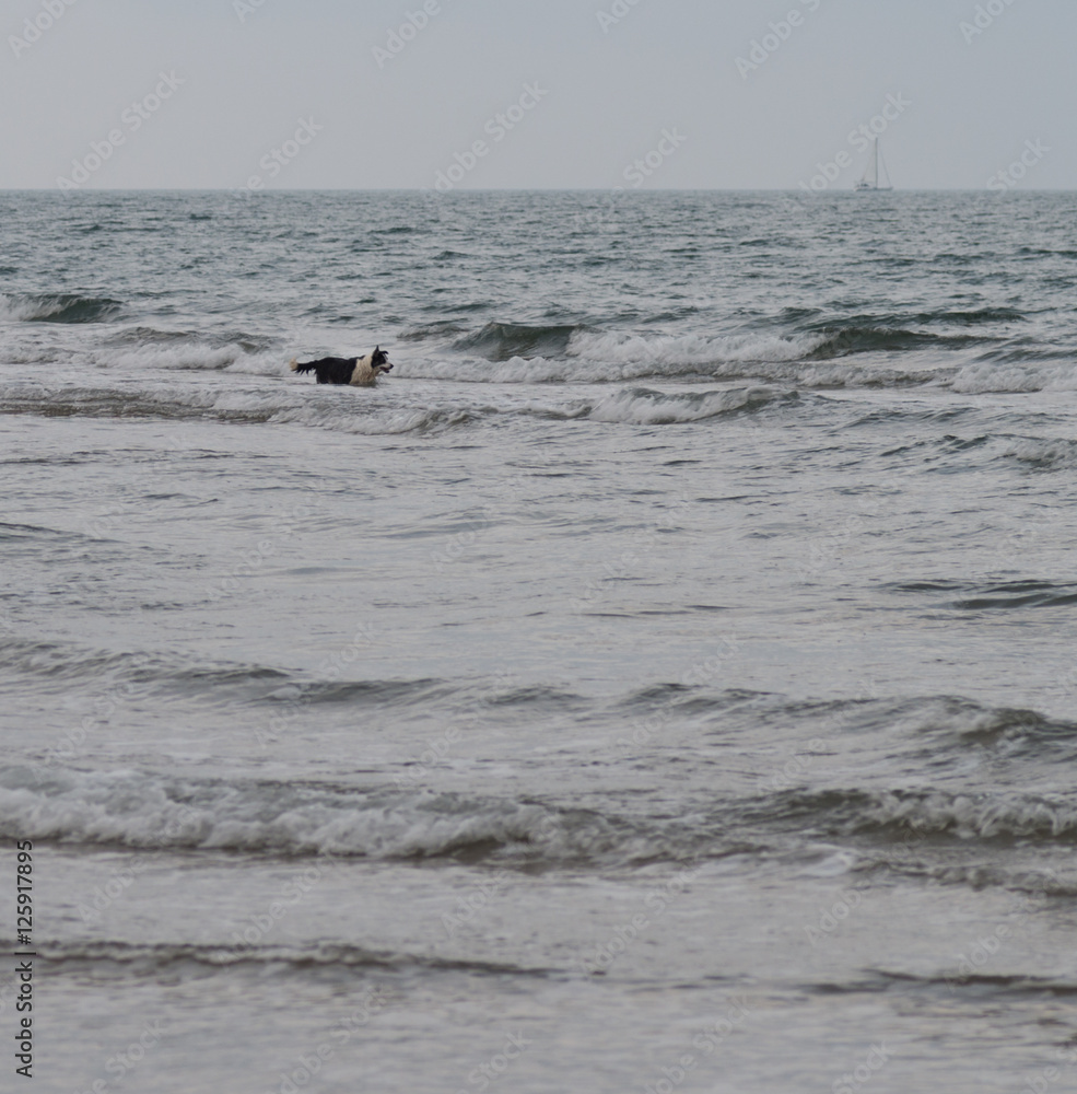Fototapeta premium Chien jouant dans la mer